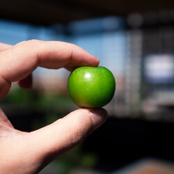 Fresh Green Plum, 17.63oz - 500g - Thumbnail